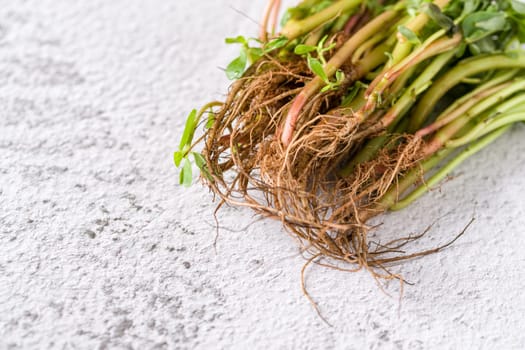 Natural purslane stems and grounded roots on white stone table