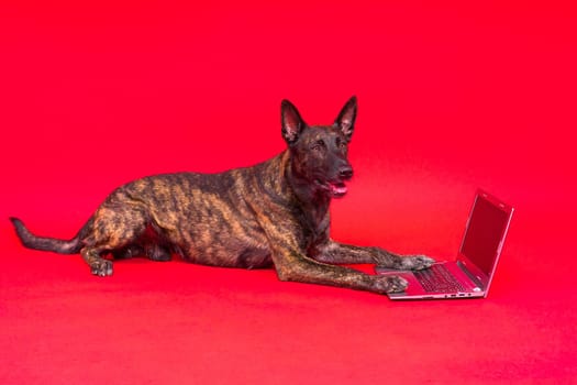 A dog looking at the laptop on red yellow background. Pet health concept.