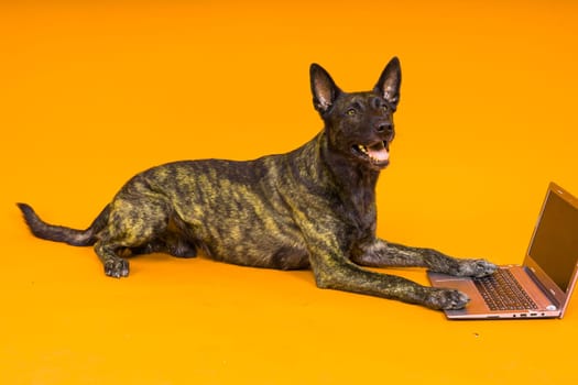 A dog looking at the laptop on red yellow background. Pet health concept.