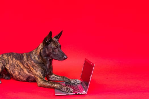 A dog looking at the laptop on red yellow background. Pet health concept.