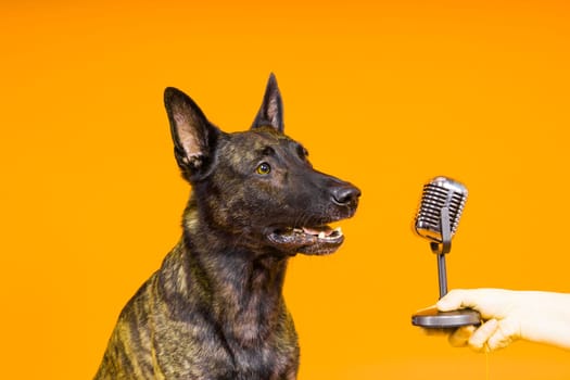 Dutch shepherd dog in front of a microphone, studio shot