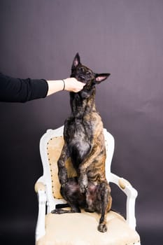 Brown dog shepherd executes command on a dark red yellow background