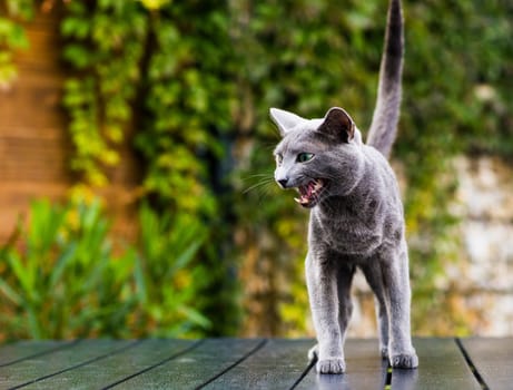 British Shorthair blue cat lying and sitting on a wooden table in green garden.