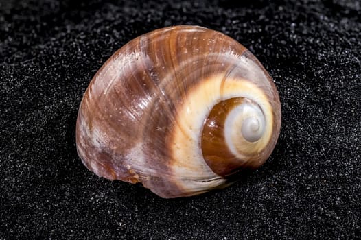 Close-up of Ryssota ovum seashell on a black sand background