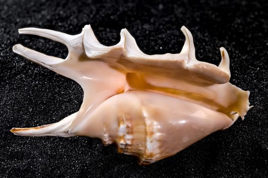 Close-up of Scorpion conch seashell on a black sand background