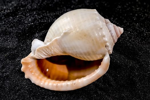 Close-up of Phalium glaucum sea shell on a black sand background