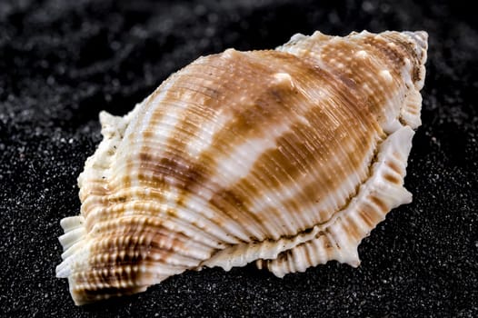 Close-up of Bursa Spinosa sea shell on a black sand background