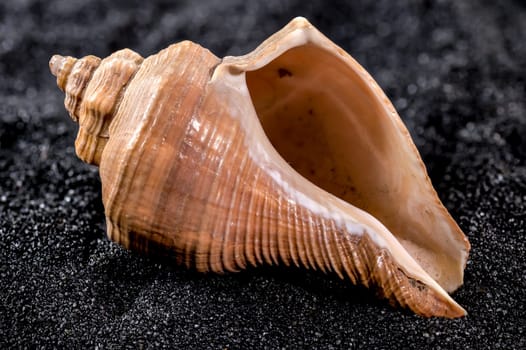 Close-up of Hemifusus Tuba sea shell on a black sand background