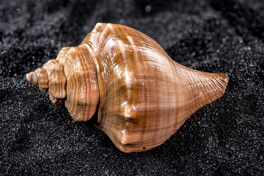 Close-up of Hemifusus Tuba sea shell on a black sand background