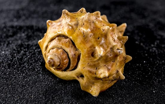 Close-up of Old orange sea shell on a black sand background