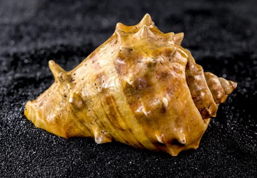 Close-up of Old orange sea shell on a black sand background