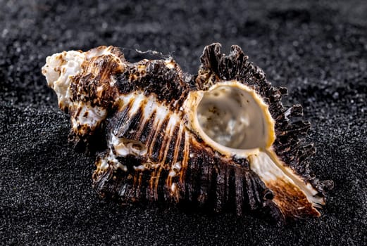 Close-up of Murex indivia sea shell on a black sand background