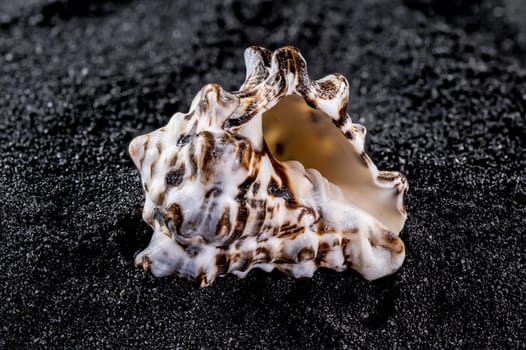 Close-up of Vasum turbinellus sea shell on a black sand background