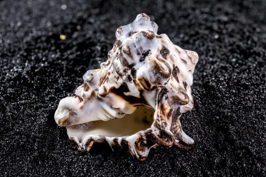 Close-up of Vasum turbinellus sea shell on a black sand background