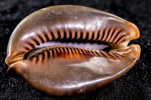 Close-up of Cypraea caputserpentis sea shell on a black sand background