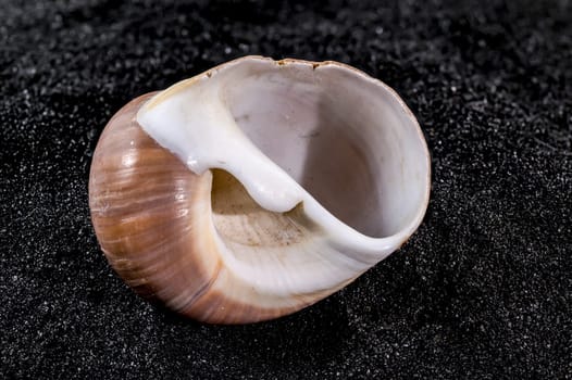 Close-up of Ryssota ovum seashell on a black sand background