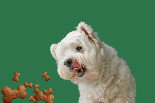 happy dog licks while waiting for food in bone-shaped sticks, animal care concept, healthy food for dogs, animal care concept