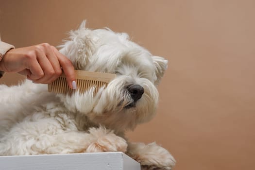 The owner of the West Highland White Terrier dog combs the long white fur with a wooden comb, caring for and caring for the animal