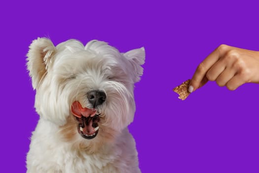 happy dog licks while waiting for food in bone-shaped sticks, animal care concept, healthy food for dogs, animal care concept