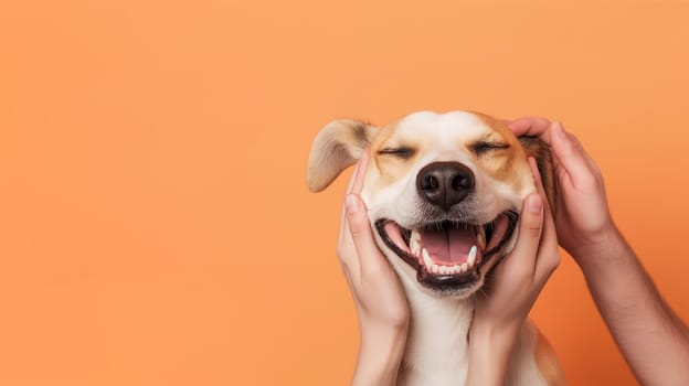 Happy dog smiling while being hugged by hands on orange background in peaceful and cute scene