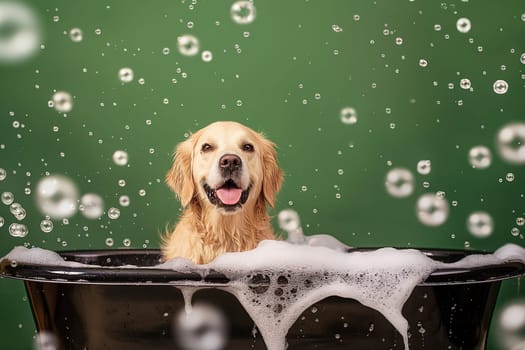 GoldenRetriever dog in a bath with bubbles on a green background, happy pet enjoying a soapy wet tub