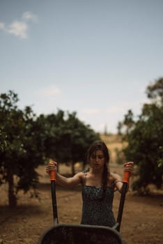 A tranquil vineyard setting depicts a woman with a wheelbarrow under a clear sky amidst trees in serene surroundings