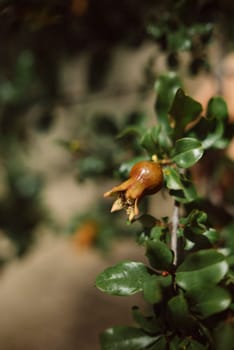 A closeup image showing an unripe pomegranate growing on a leafy green tree branch in a natural setting