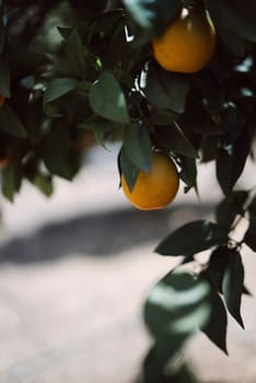 Close-up of ripe oranges hanging on branch with green leaves, captured in natural sunlight. Vibrant and fresh.