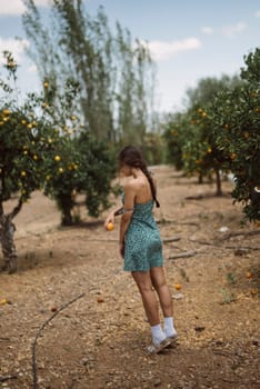 Woman with braid picking oranges in sunny orchard, casual dress. Natural setting enhances serene atmosphere