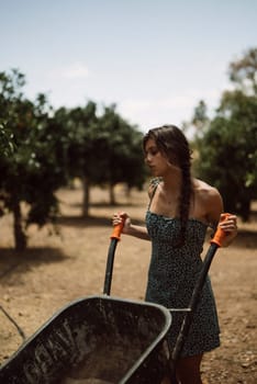 A woman with braided hair in a dress pushes a wheelbarrow in an orchard, doing agricultural work on a sunny day