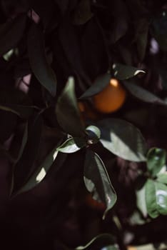 A detailed view of vibrant green leaves and ripe orange fruit on a tree, creating beautiful shadows in the sunlight