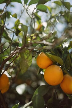 Ripe oranges on a tree with sunlit leaves and a clear sky in the background, capturing a beautiful countryside setting