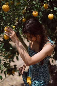 A young woman in blue dress picking fruits from a tree in orchard on sunny day, enjoying rural setting and harvest