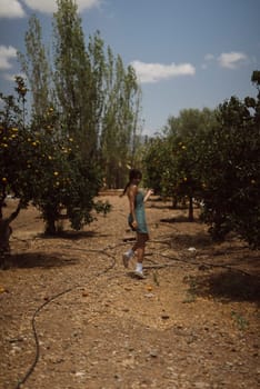 Among the lush orange trees of an orchard, a person strolls on a sunny day, enveloped in the vibrant colors of nature