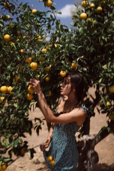 On a beautiful, sunny day, a woman in the countryside is picking fresh lemons from a tree under a bright blue sky