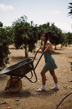 A young woman in a summer dress and sandals is working in an orange grove with a wheelbarrow on a sunny day