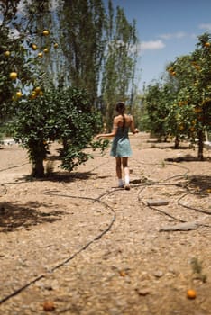 A woman strolls in a tranquil orchard surrounded by orange trees and peaceful ambiance of the countryside