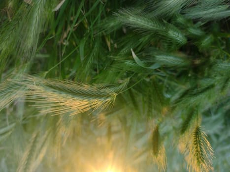 Green background fresh green wheat. Agriculture scene.