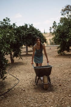 Woman pushing a wheelbarrow among trees in an orchard, engaging in outdoor gardening or farming activities.