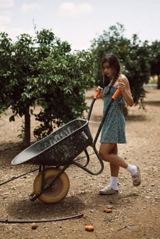 A woman in a green dress with braids pushes a wheelbarrow through an orchard, doing agricultural work on a sunny day
