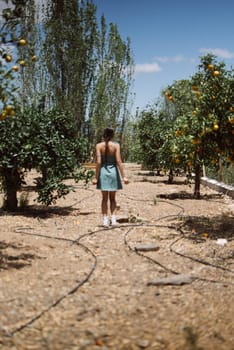 A woman in a dress walks through an orange grove on a bright sunny day, surrounded by trees and fresh fruit.