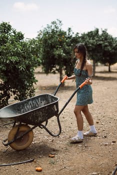 A young woman in a dress is using a wheelbarrow in an orchard, illustrating the concepts of agriculture and gardening