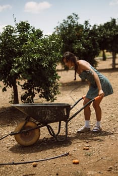 A young woman with a braid is working in an orchard, pushing a wheelbarrow among fruit trees on a sunny day