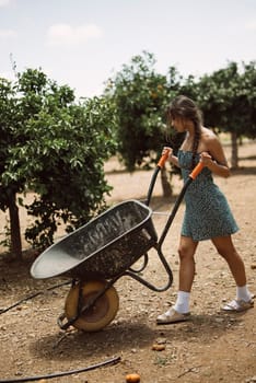 Young woman pushing a wheelbarrow in an orchard with orange trees, captured in a sunny outdoor setting.