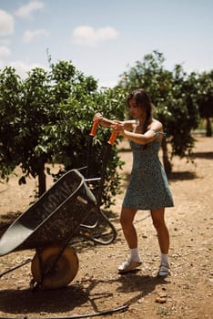 Woman in dress uses a wheelbarrow in the orchard; perfect for gardening, agriculture, and outdoor themes.