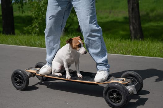 Caucasian woman rides an electric longboard with her Jack Russell Terrier dog