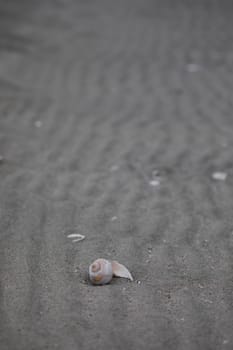 Broken isolated sea shell washed ashore on a sandy beach in McMicking Inlet, British Columbia, Canada