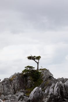 A few lonely trees on a rocky shore on a grey, overcast day, McMicking Inlet, British Columbia, Canada