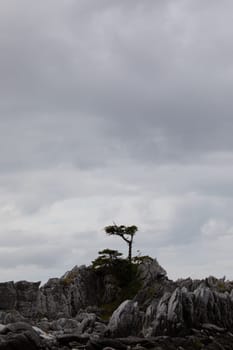 A few lonely trees on a rocky shore on a grey, overcast day, McMicking Inlet, British Columbia, Canada