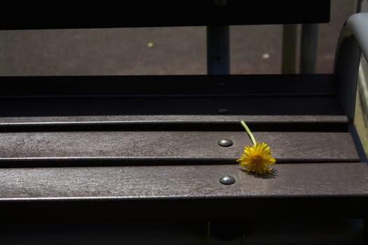 A yellow dandelion flower on a wooden bench in the park. Loneliness.